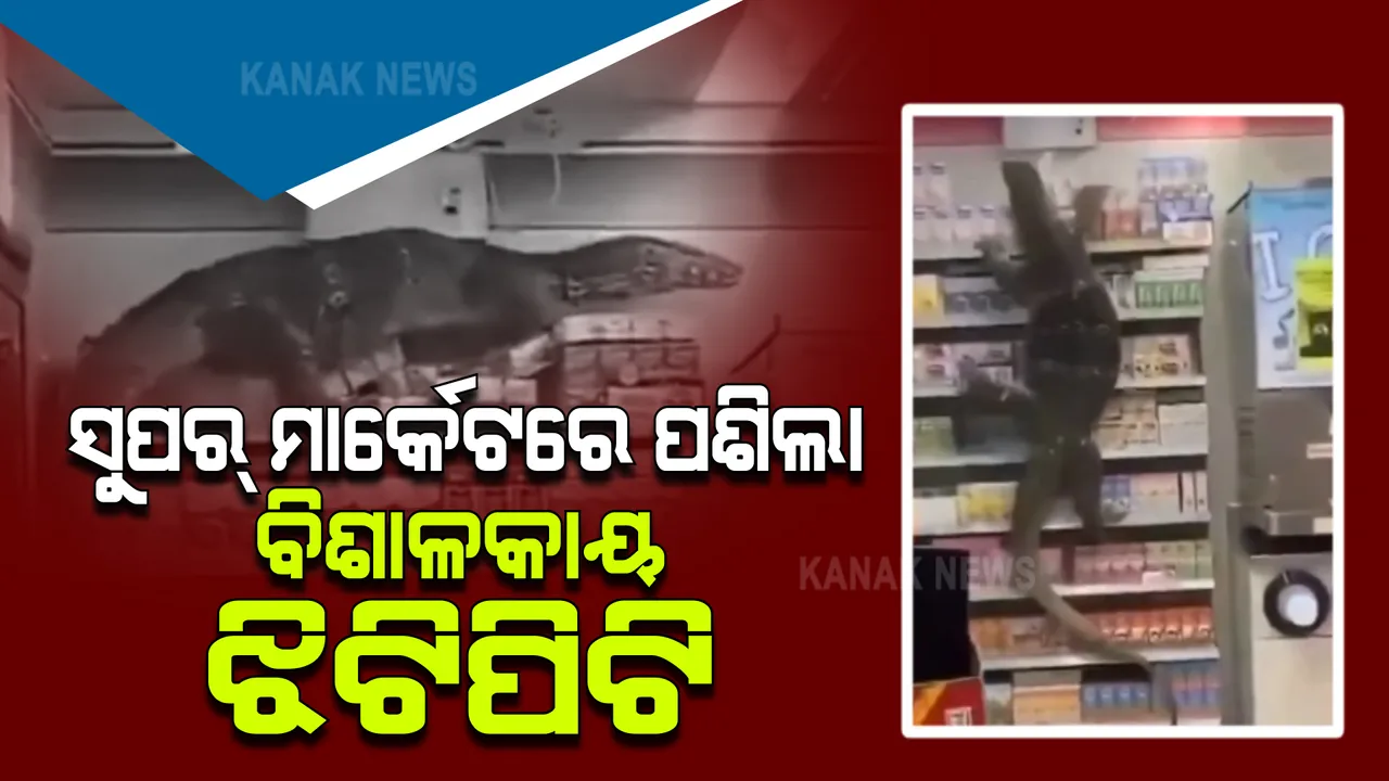  ଥାଇଲାଣ୍ଡ ସୁପରମାର୍କେଟରେ ନୂଆ ଗ୍ରାହକ : ପଶି ଆସିଲା ବିଶାଳକାୟ ମନିଟର ଲିଜାର୍ଡ; ଭିଡିଓ ଭାଇରାଲ୍