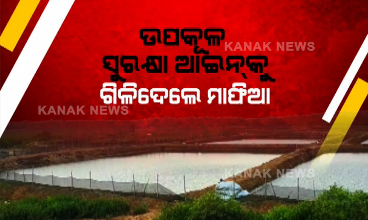  ଜଗତସିଂହପୁର ବାଲିକୁଦା ଉପକୂଳରେ ବଢି ଚାଲିଛି ବେଆଇନ୍ ଚିଙ୍ଗୁଡି ଘେରି । ହେନ୍ତାଳ ବଣକୁ କାଟି ଜଙ୍ଗଲ ଜମିରେ ଘେରି କରୁଛନ୍ତି ମାଫିଆ