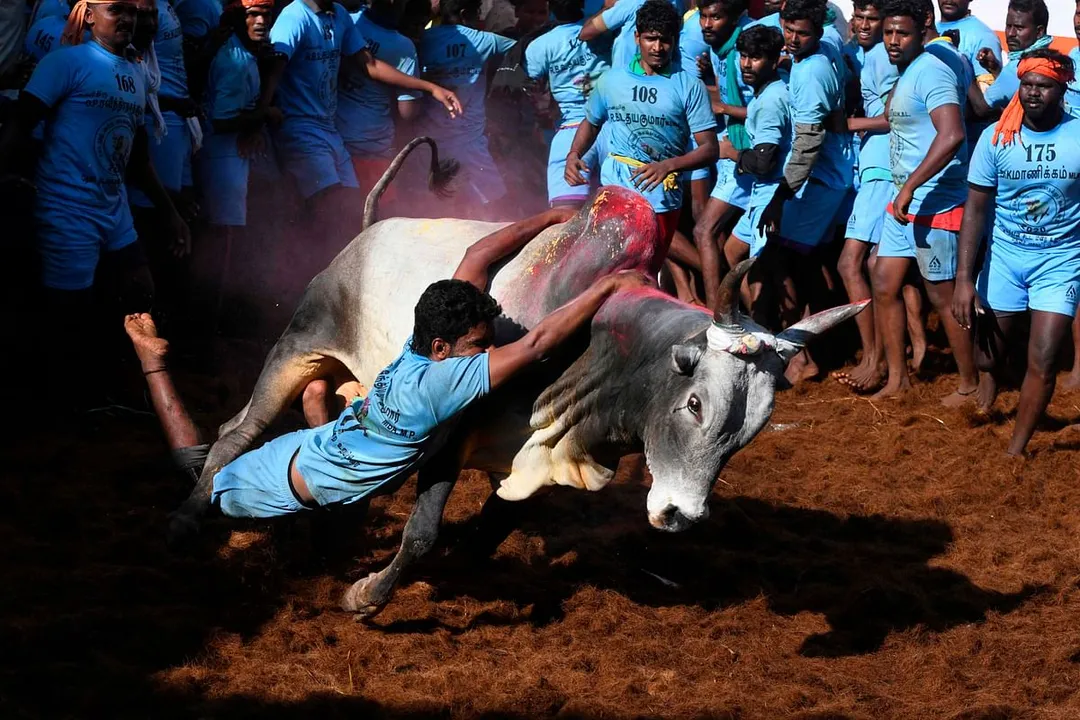  ଜଲ୍ଲିକାଟୁକୁ ନେଇ ପ୍ରଧାନମନ୍ତ୍ରୀଙ୍କ ବଡ ବୟାନ । କହିଲେ, ଏହି ଖେଳକୁ ସମାପ୍ତ କରିବାକୁ ଚାହୁଁଥିଲା କଂଗ୍ରେସ । 