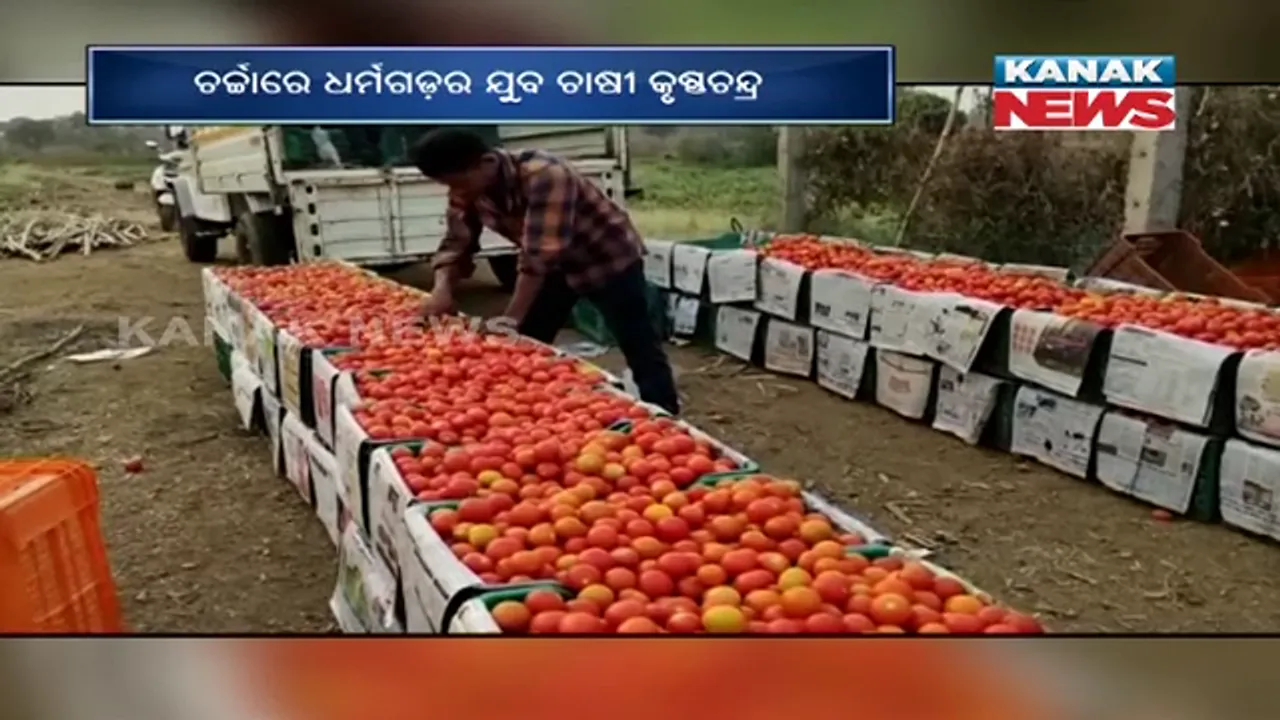  ଧର୍ମଗଡରେ ଆଧୁନିକ ପ୍ରଣାଳୀରେ ଟମାଟୋ ଚାଷ ପାଲଟିଛି ଆକର୍ଷଣର କେନ୍ଦ୍ର । ୧୫ ପରିବାରକୁ ରୋଜଗାର ଦେଇ ଚର୍ଚ୍ଚାରେ ଯୁବଚାଷୀ କୃଷ୍ଣଚନ୍ଦ୍ର ।