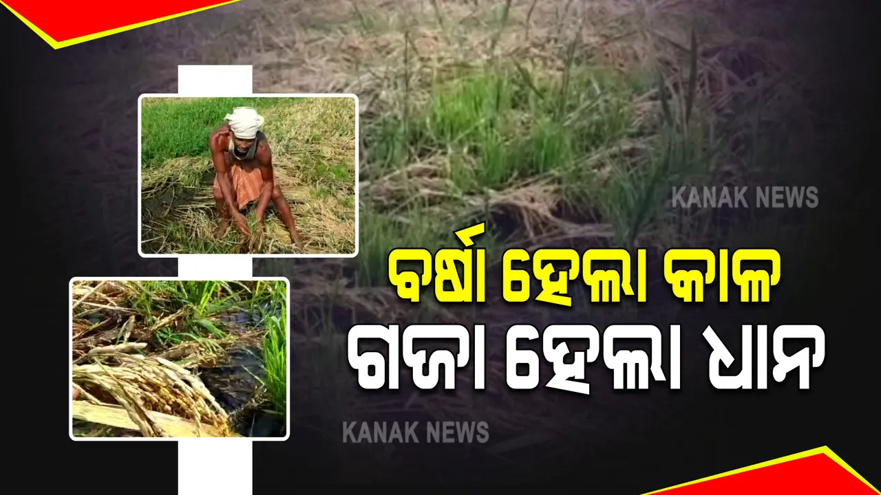  ସମ୍ବଲପୁରରେ ଚାଷ ଉଜାଡ଼ି ଦେଲା ବାତ୍ୟା ୟାସ୍ : ଏପଟେ ମିଳୁନି ଟୋକନ, ସେପଟେ ଅମଳ ହୋଇନପାରି କ୍ଷେତରେ ଗଜା ହେଉଛି ଚାଷୀର ଧାନ