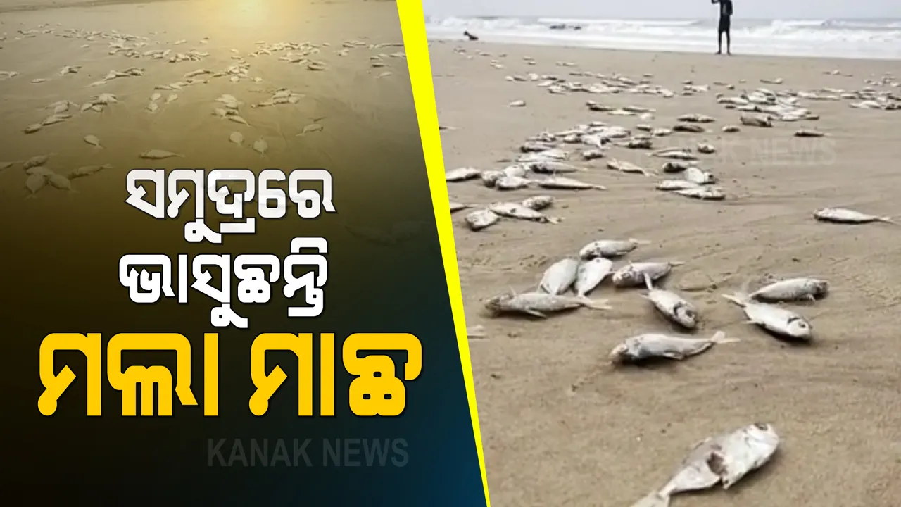  ବେଳାଭୂମିରେ ଭାସୁଛି ମଲା ମାଛ : ପୁରୀ ପେଣ୍ଠକଟା ସମୁଦ୍ର କୂଳରେ ଲାଗିଛନ୍ତି କୁଢ଼ କୁଢ଼ ମଲା ମାଛ; କ’ଣ ପାଇଁ ଏତେ ସଂଖ୍ୟାର ମାଛ ମଲେ କାରଣ ଅସ୍ପଷ୍ଟ