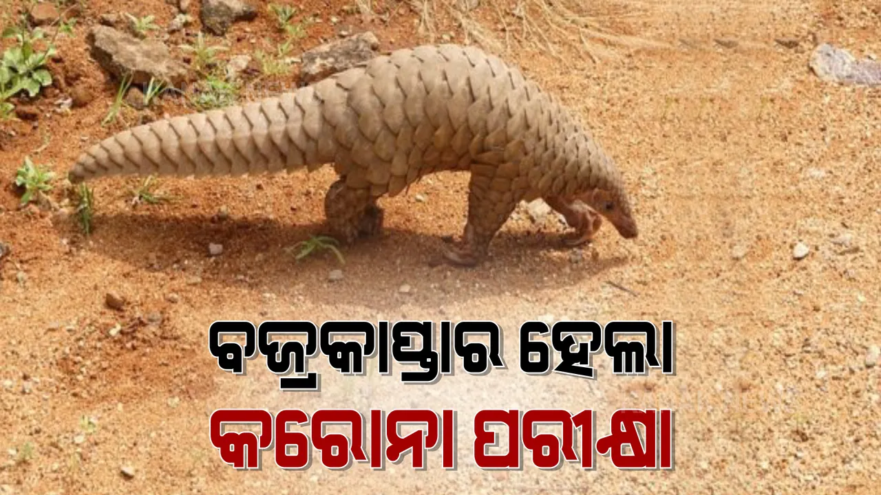 ବଜ୍ରକାପ୍ତାର ହେଲା କରୋନା ପରୀକ୍ଷା : ମୟୂରଭଞ୍ଜ ଜିଲ୍ଲା ଗହୀରାପାଳ ଗାଁରେ ଘଟିଛି ଏଭଳି ଘଟଣା 