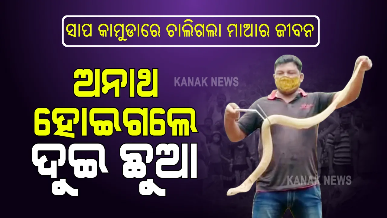  ସାପ କାମୁଡାରେ ଚାଲିଗଲା ମାଆର ଜୀବନ : ଅନାଥ ହୋଇଗଲେ ଦୁଇଛୁଆ; ବନ୍ୟା ପାଣି ଯୋଗୁଁ ଘରେ ପଶିଥିଲା ବିଷଧର ସାପ