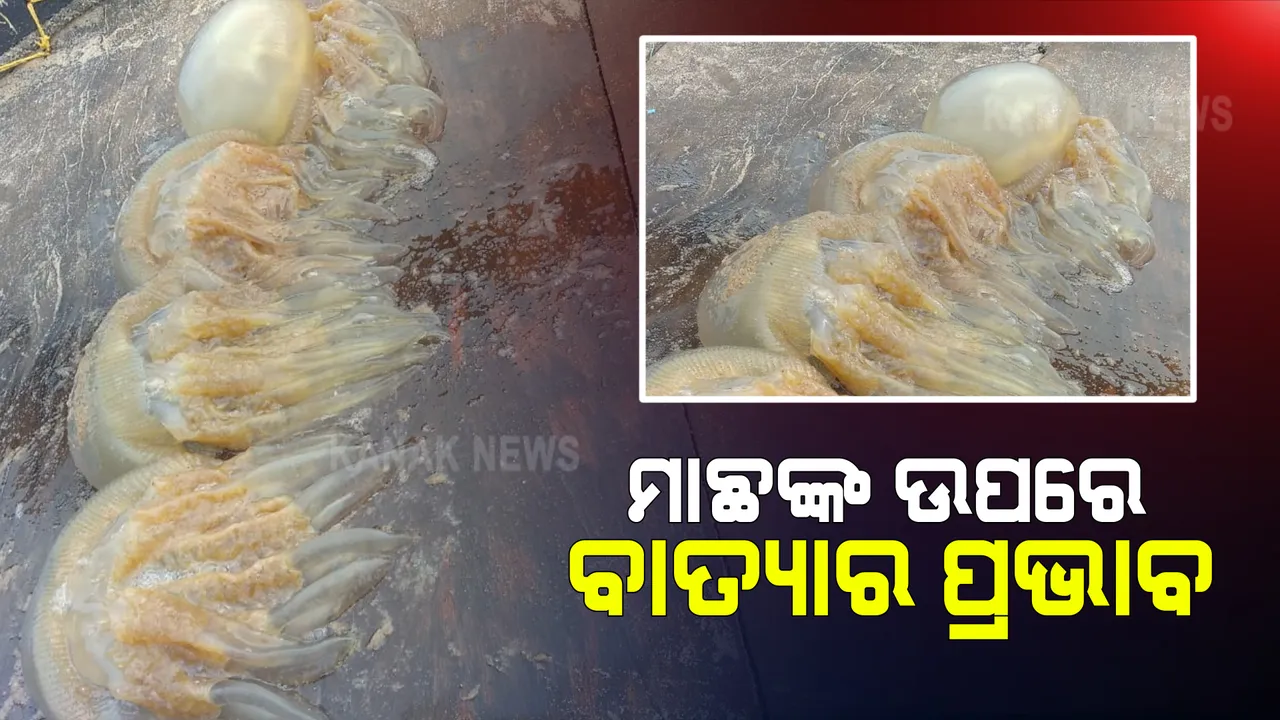  ବାତ୍ୟା ୟାସ ପ୍ରଭାବରେ ବଦଳୁଛି ସାମୁଦ୍ରିକ ପରିବେଶ : ଦୁଇ ଦିନ ଧରି ପୁରୀ ସମୁଦ୍ର କୂଳରେ ମାଛ ମଡକ ପରେ ଏବେ ମାଛ ଧରାଳିର ଜାଲରେ କୁଢ କୁଢ ଜେଲି ଫିସ