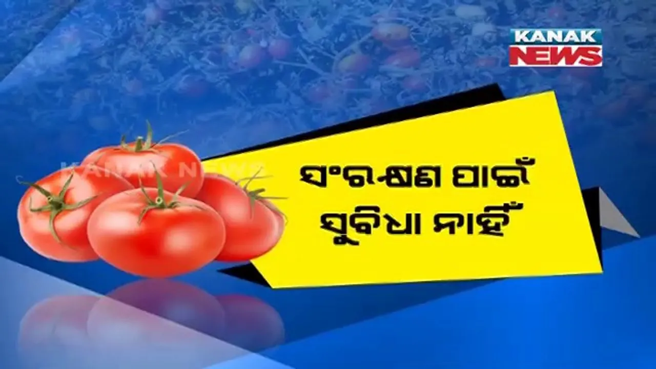  ସଂରକ୍ଷଣ ପାଇଁ ସୁବିଧା ନାହିଁ । ଅଭାବୀ ଦରରେ ବିକ୍ରି ହେଉଛି ଟମାଟୋ । ଚିନ୍ତାରେ ଗରଦପୁର ଏବଂ ମାର୍ଶାଘାଈ ବ୍ଲକର ଚାଷୀ 