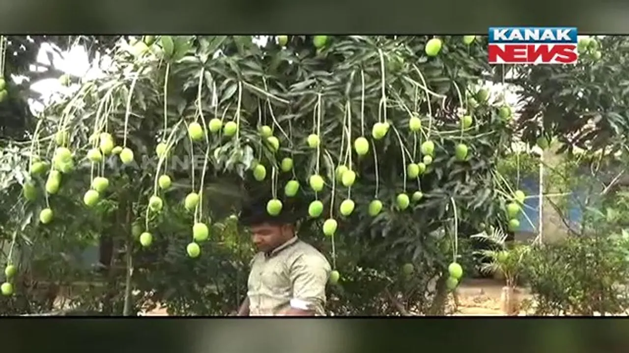  କମ୍ପ୍ୟୁଟର ସାଇନ୍ସ ଗ୍ରାଜୁଏଟରୁ ସଫଳ ଆମ୍ବ ଚାଷୀ । ଚାକିରି ଛାଡ଼ି ଚାଷରେ ମନ ଦେଇଛନ୍ତି କୋରାପୁଟ ଲକ୍ଷ୍ମୀପୁର ମାର୍ୱବାଇଗୁଡାର ଯୁବ ଚାଷୀ ସ୍ୱାଗତ 