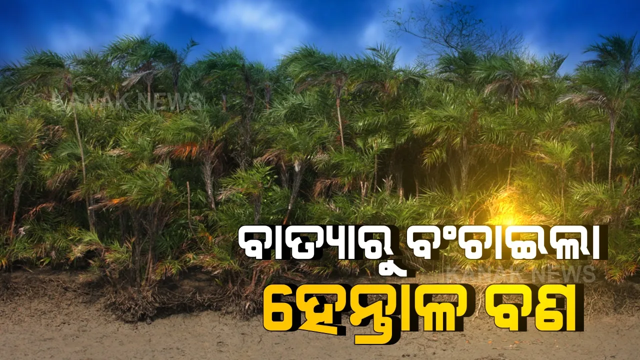  କେନ୍ଦ୍ରାପଡ଼ା ରାଜନଗରକୁ ବାତ୍ୟାରୁ ବଞ୍ଚାଇଦେଲା ହେନ୍ତାଳ ବଣ । ସହିନେଲା ବାତ୍ୟା ମାଡ଼, ଅନେକ ବାତ୍ୟାକୁ ରୋକିବାରେ ସମର୍ଥ ହୋଇଛି ଭିତରକନିକା ।