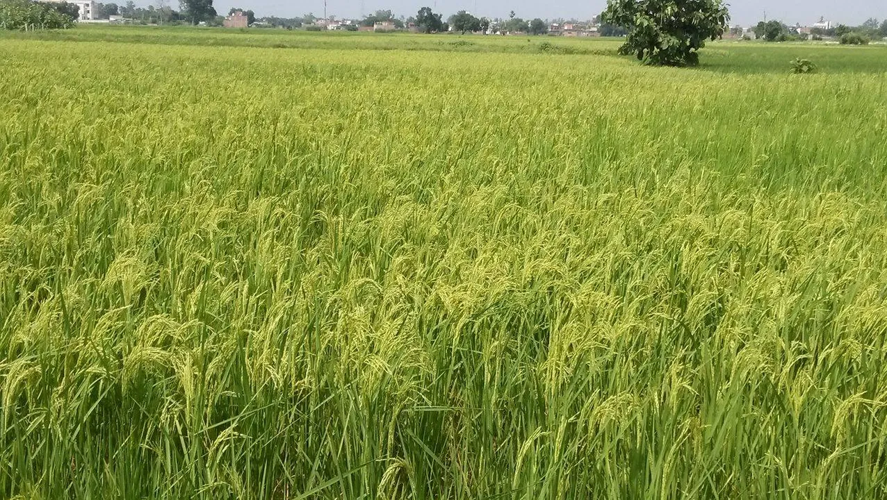  ସଂପତି ଲଗାଇଲା ପରିବାରରେ କଳି : ଧାନ କଟାକୁ କେନ୍ଦ୍ର କରି ଦୁଇ ଭାଇ ମଧ୍ୟରେ ଗଣ୍ଡଗୋଳ
