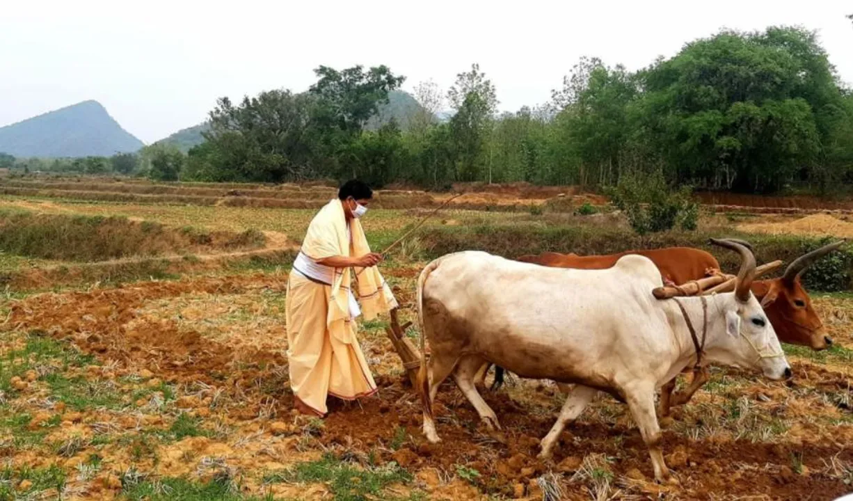  ଆଜି ପବିତ୍ର ଅକ୍ଷୟ ତୃତୀୟା : କୃଷିମନ୍ତ୍ରୀ କଲେ ଅଖିମୁଠି ଅନୁକୂଳ