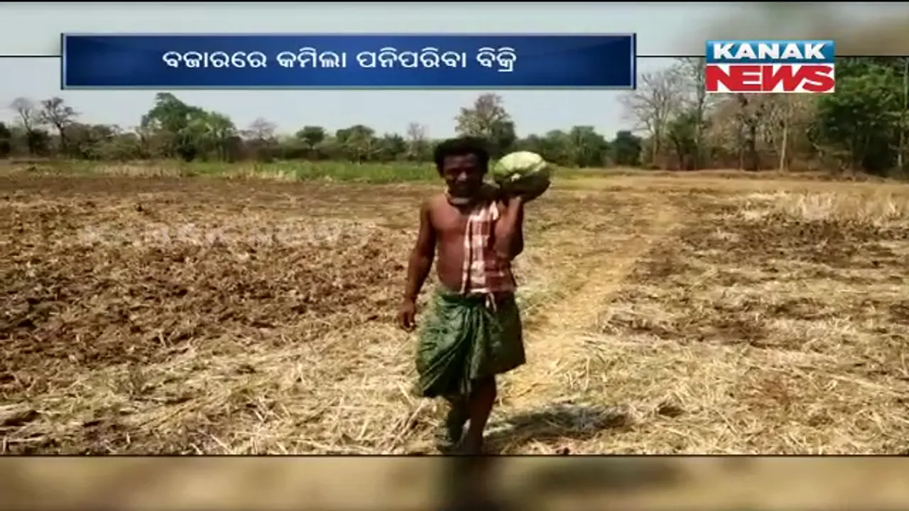  ଚାଷୀଙ୍କ ପେଟକୁ ଲାତ ମାରିଲା ଲକଡାଉନ । ବଜାରରେ କମିଲା ପନିପରିବା ବିକ୍ରି, ଅମଳ କରୁନାହାନ୍ତି ଚାଷୀ ।