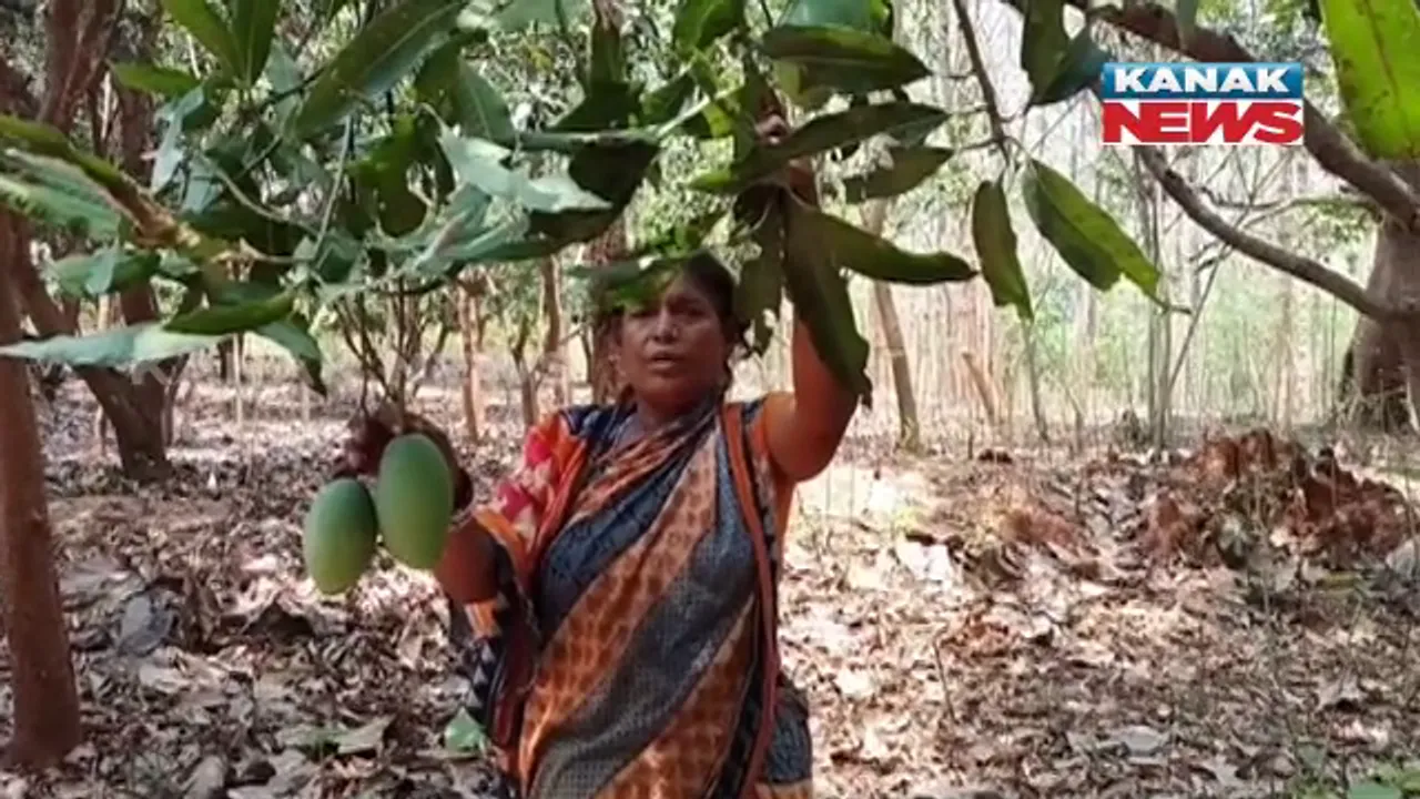  ସଫଳ ମହିଳା ଚାଷୀ ବିଣାପାଣି । ଉଦ୍ୟାନ ଚାଷରୁ ପାଇଛନ୍ତି ସଫଳତା । ବିଭିନ୍ନ କିସମର ଆମ୍ବ ଚାଷରୁ କରୁଛନ୍ତି ଭଲ ରୋଜଗାର 