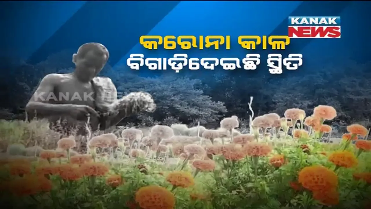  ଚିନ୍ତାରେ ଗଞ୍ଜାମ ଜିଲ୍ଲା କୁକୁଡ଼ାଖଣ୍ଡି ବ୍ଲକ ବୋରିଗାଁର ଫୁଲ ଚାଷୀ । ବିକ୍ରି ନଥିବାରୁ କ୍ଷେତରେ ପଚିସଢ଼ି ଯାଉଛି ଫୁଲ । 