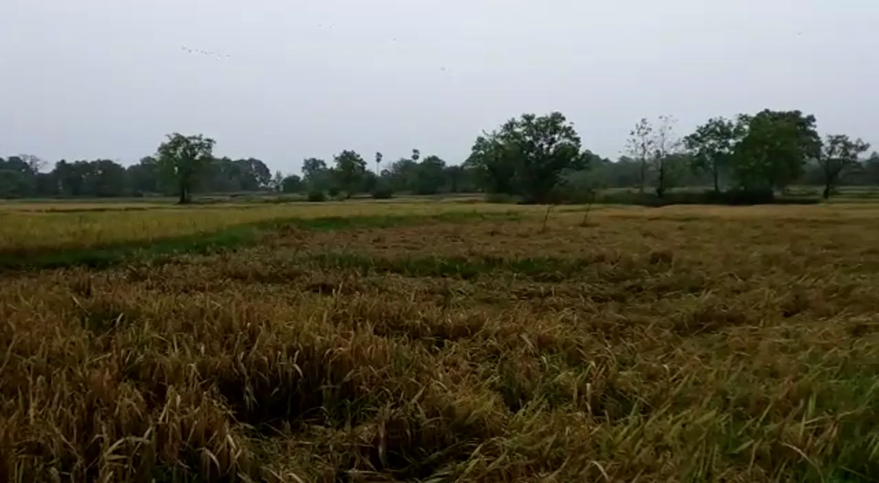  ବାତ୍ୟା ଉଡାଡି ଦେଲା ଫସଲ : ସମ୍ବଲପୁରରୁ ଆସିଲା ଧାନ ଫସଲ ନଷ୍ଟ ହୋଇଥିବାର ଚିତ୍ର
