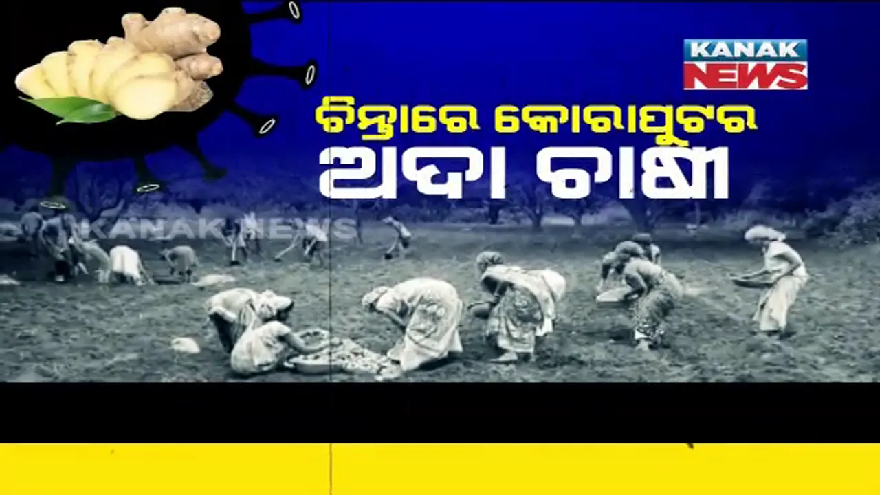  ଚିନ୍ତାରେ କୋରାପୁଟର ଅଦା ଚାଷୀ । କରୋନା ବିଗାଡ଼ି ଦେଇଛି ସ୍ଥିତି । ବିକ୍ରି ହୋଇପାରୁନାହିଁ ଫସଲ।