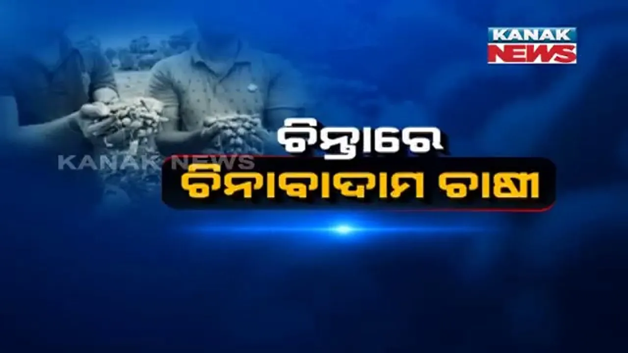  ଚିନ୍ତାରେ ମାଲକାନଗିରି ଜିଲ୍ଲାର ଚିନାବାଦାମ ଚାଷୀ । ବିକ୍ରି ହୋଇପାରୁନି ଫସଲ, ମୁଣ୍ଡରେ ହାତ ଦେଉଛି ଚାଷୀ ।
