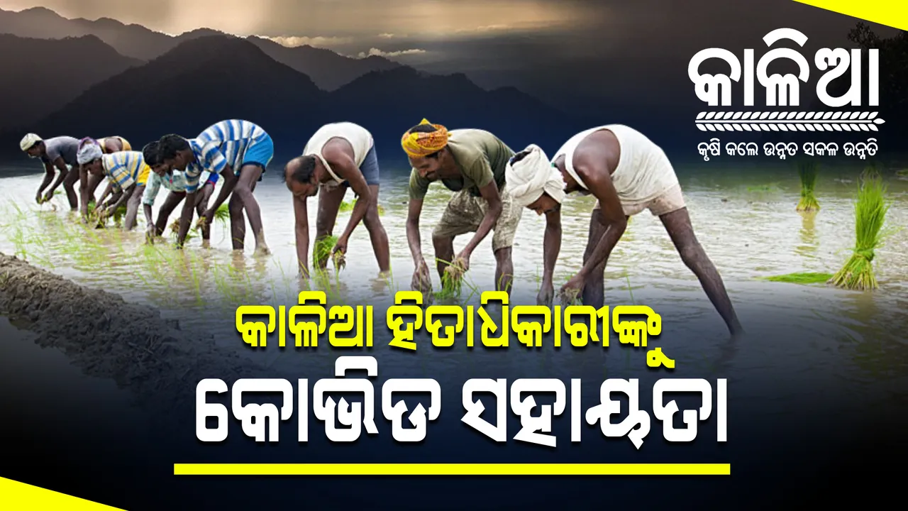  କାଳିଆ ଯୋଜାନରେ ଚାଷୀଙ୍କୁ ମିଳବ କୋଭିଡ ସହାୟତା : ୧୮ ଲକ୍ଷ ଭୂମିହୀନ କୃଷକ ପରିବାର ପାଇଁ ୩୮୬ କୋଟି ଟଙ୍କାର ପ୍ୟାକେଜ; ଆଜି ଶୁଭାରମ୍ଭ କରିବେ ମୁଖ୍ୟମନ୍ତ୍ରୀ