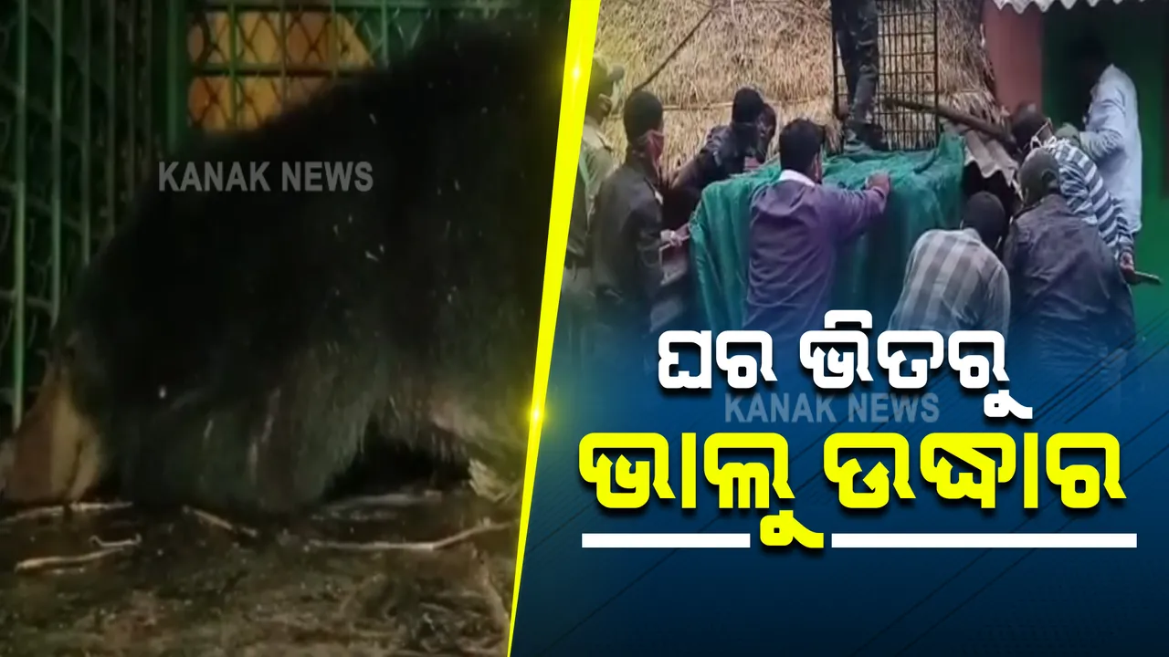 ନବରଙ୍ଗପୁର ଜିଲ୍ଲା ଝରି ଗାଁରେ ଘର ଭିତରେ ପଶିଲା ଭାଲୁ : ୫ ଘଂଟା ପରେ ଉଦ୍ଧାର କଲେ ବନବିଭାଗ; ଅଳ୍ପକେ ବର୍ତିଗଲେ ଘର ଭିତରେ ଥିବା ସଦସ୍ୟ