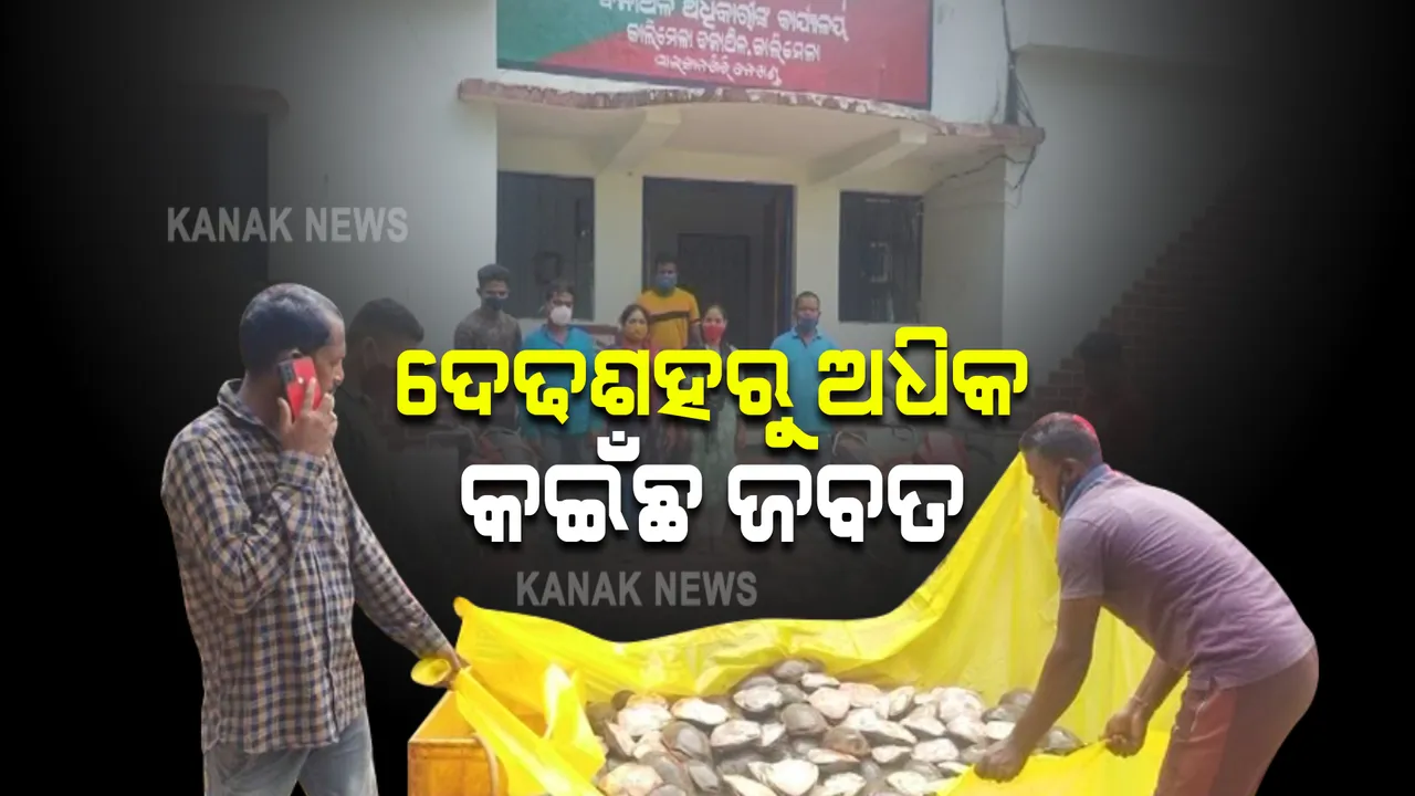  ମାଲକାନଗିରିରେ କଇଁଛ ଚୋରାଚାଲାଣ : ଦେଢଶହରୁ ଅଧିକ କଇଁଛ ଜବତ