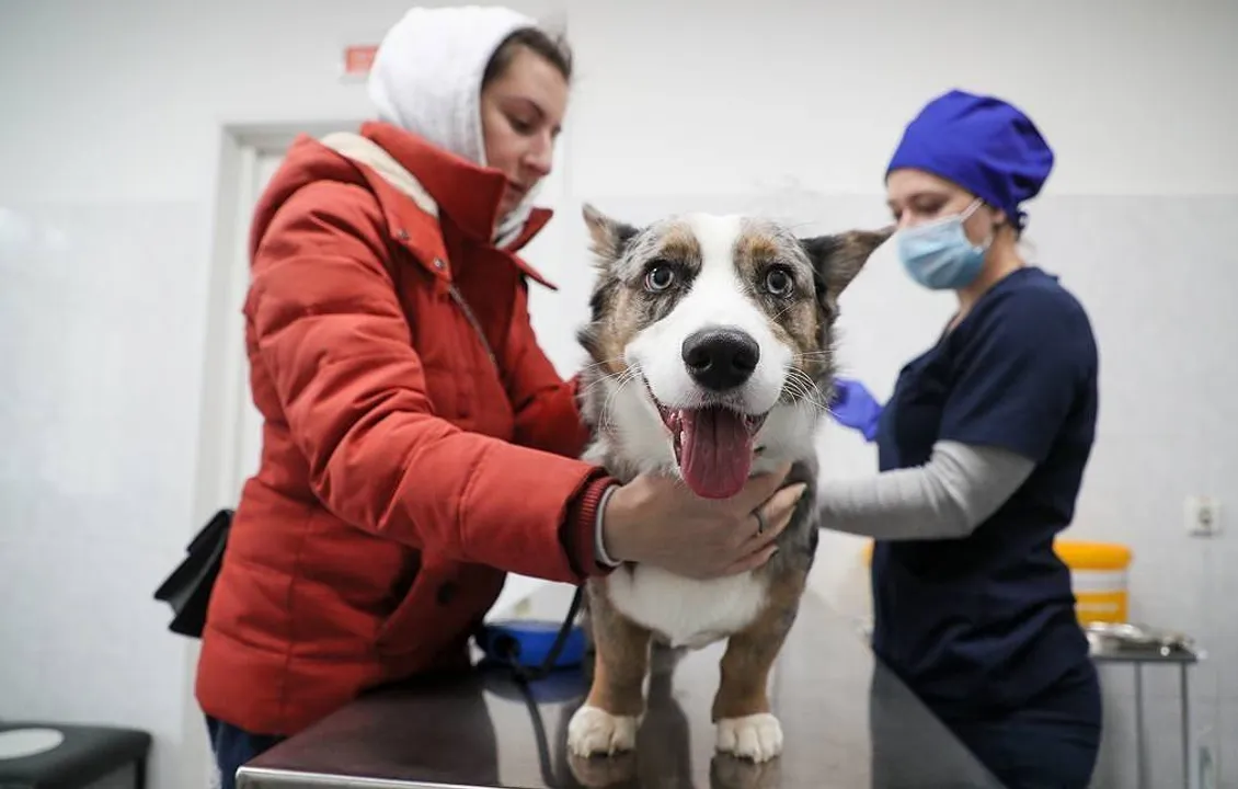  MOSCOW, RUSSIA - JANUARY 19, 2021: A Cardigan Welsh Corgi dog is vaccinated at an animal health center in northern Moscow. Gavriil Grigorov/TASS

Ðîññèÿ. Ìîñêâà. Ñîáàêà ïîðîäû êîðãè âî âðåìÿ ïëàíîâîé âàêöèíàöèè íà ñòàíöèè ïî áîðüáå ñ áîëåçíÿìè æèâîòíûõ Ñåâåðíîãî àäìèíèñòðàòèâíîãî îêðóãà ñòîëèöû. Ãàâðèèë Ãðèãîðîâ/ÒÀÑÑ 