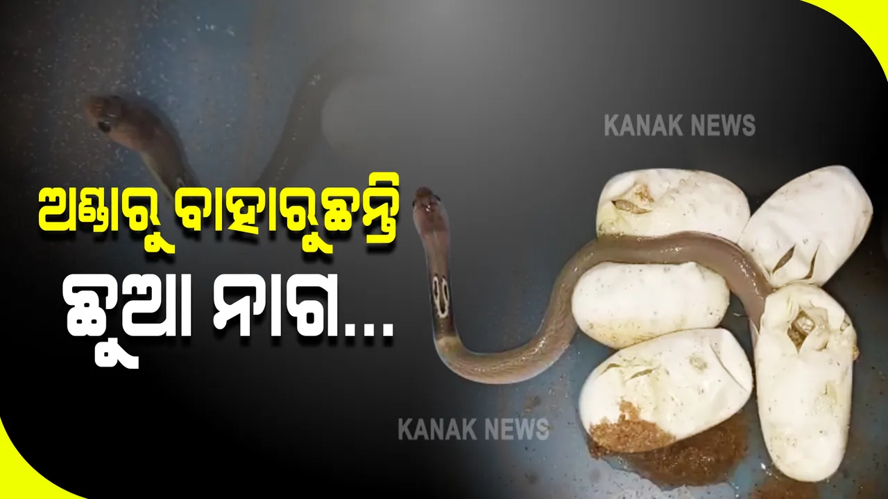  ଘର ବାରିପଟୁ ଉଦ୍ଧାର ହେଲା ନାଗସାପ ଏବଂ ସାପ ଅଣ୍ଡା : ଅଣ୍ଡାରୁ ବାହାରିଲେ ଛୋଟ ଛୋଟ ନାଗସାପ