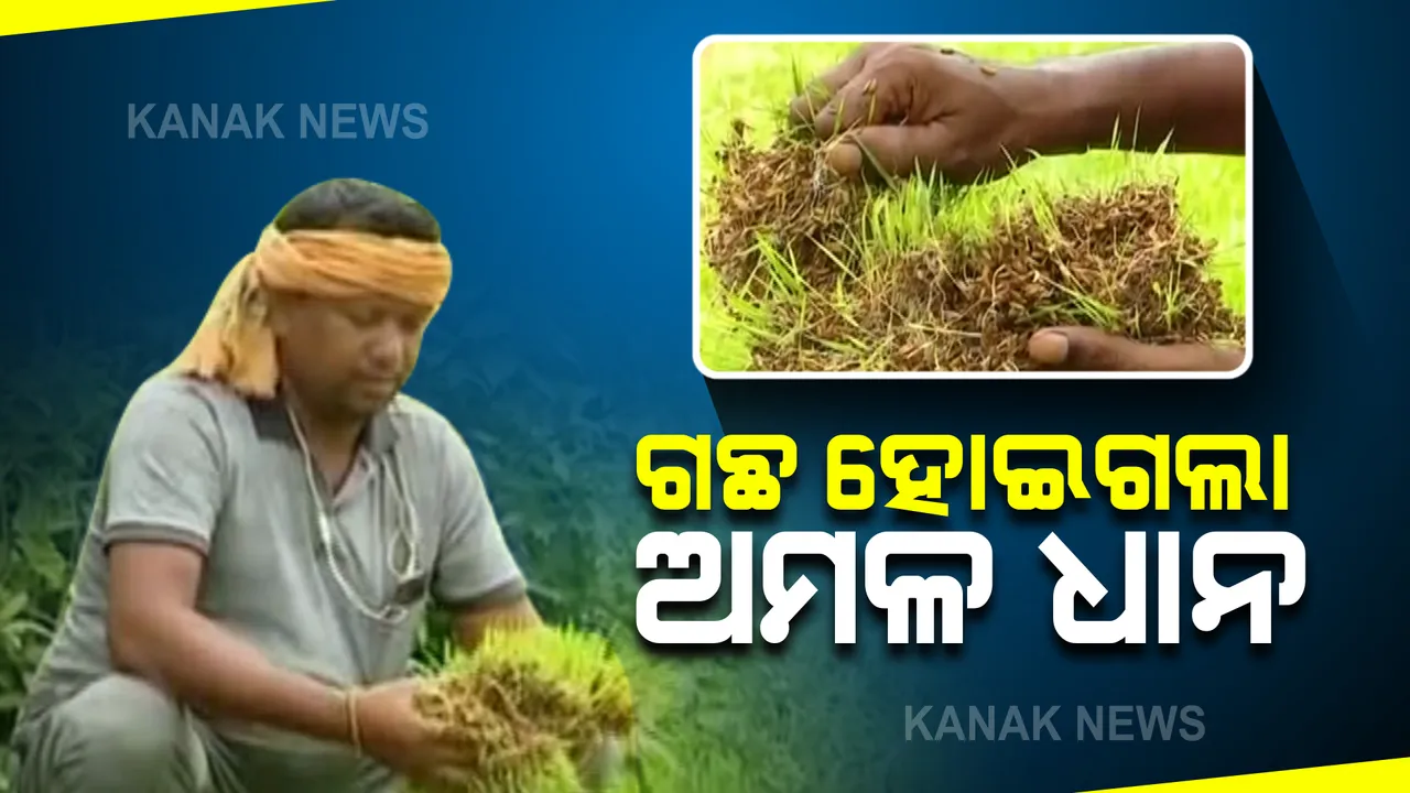  ବର୍ଷା ସାଧିଲା ଦାଉ । ସମ୍ବଲପୁରରେ ରାସ୍ତା ଉପରେ ଗଛ ହୋଇଗଲା ଅମଳ ଧାନ । ସରକାରୀ ସହାୟତାକୁ ଅପେକ୍ଷା