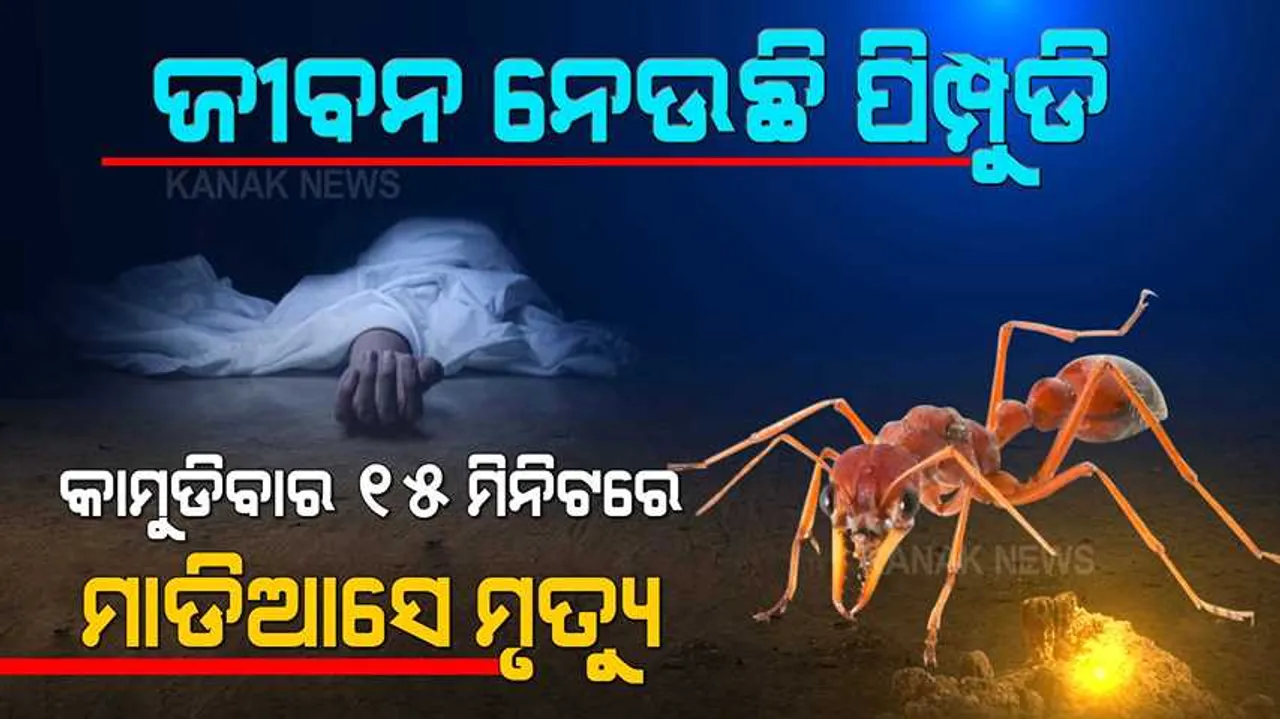  ଆପଣ ନିତିଦିନିଆ ଜୀବନରେ ପିମ୍ପୁଡି ନିଶ୍ଚୟ ଦେଖୁଥିବେ । ହେଲେ ଏ ହେଉଛି ଦୁନିଆର ସବୁଠୁ ଖତରନାକ୍ ପିମ୍ପୁଡି । କାମୁଡିବାର ମାତ୍ର ୧୫ ମିନିଟରେ ମାଡ଼ିଆସେ ମୃତ୍ୟୁ ...