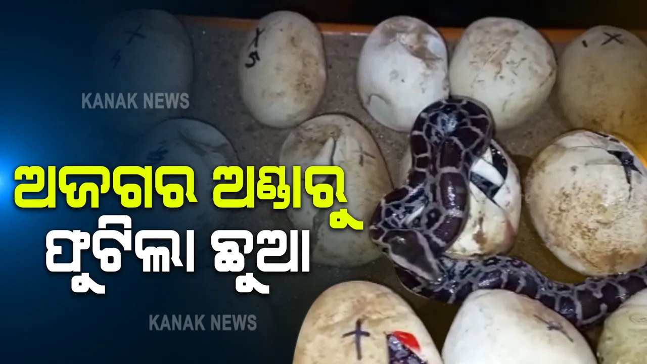  ଗଡ ନିଆଳି ଗାଁରୁ ଉଦ୍ଧାର ଅଜଗର ସାପ ଅଣ୍ଡାରୁ ଫୁଟିଲା ଛୁଆ : ଗତ ମେ ମାସରେ ଗାଁ ନିକଟ ଏକ ଜଙ୍ଗଲରୁ ଉଦ୍ଧାର ହୋଇଥିଲା ଅଜଗର