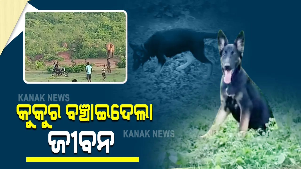  ଢେଙ୍କାନାଳ ଜିଲ୍ଲା କପିଳାସ ରେଞ୍ଜ ଖଙ୍କିରା ଗାଁର ଘଟଣା : କୁକୁର ପାଇଁ ହାତୀ ଆକ୍ରମଣରୁ ରକ୍ଷା ପାଇଗଲେ ଗ୍ରାମବାସୀ