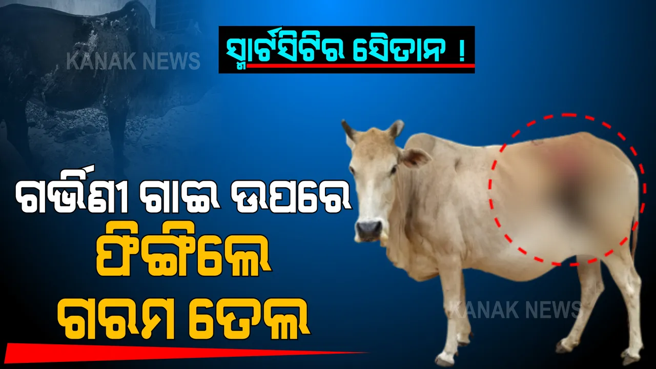  ଷଣ୍ଢ, ଗାଈ ଉପରକୁ ତତଲା ତେଲ, ଗରମ ପାଣି ଫିଙ୍ଗିଦେଲା ମଣିଷ । ଉତୁରି ଗଲା ଛାଲ, ପୋଡିଗଲା ଦେହ । ଭୁବନେଶ୍ୱରରେ ନୀରିହ ପଶୁଙ୍କ ଉପରେ ନିଷ୍ଠୁର ଅତ୍ୟାଚାର...