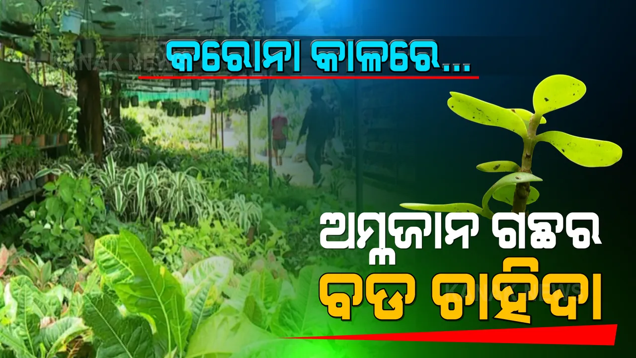  ବଢୁଛି ଅମ୍ଲଜାନ ଗଛର ଚାହିଦା, ରାଜଧାନୀ ରାସ୍ତା କଡରେ ଲାଗୁଛି ଲୋକଙ୍କ ଭିଡ । କରୋନା କାଳରେ ଅମ୍ଳଜାନ ଗଛ ଲଗାଉଛନ୍ତି ଲୋକେ । ଜାଣନ୍ତୁ କେଉଁ କେଉଁ ଗଛର ରହିଛି ଅଧିକ ଚାହିଦା...?