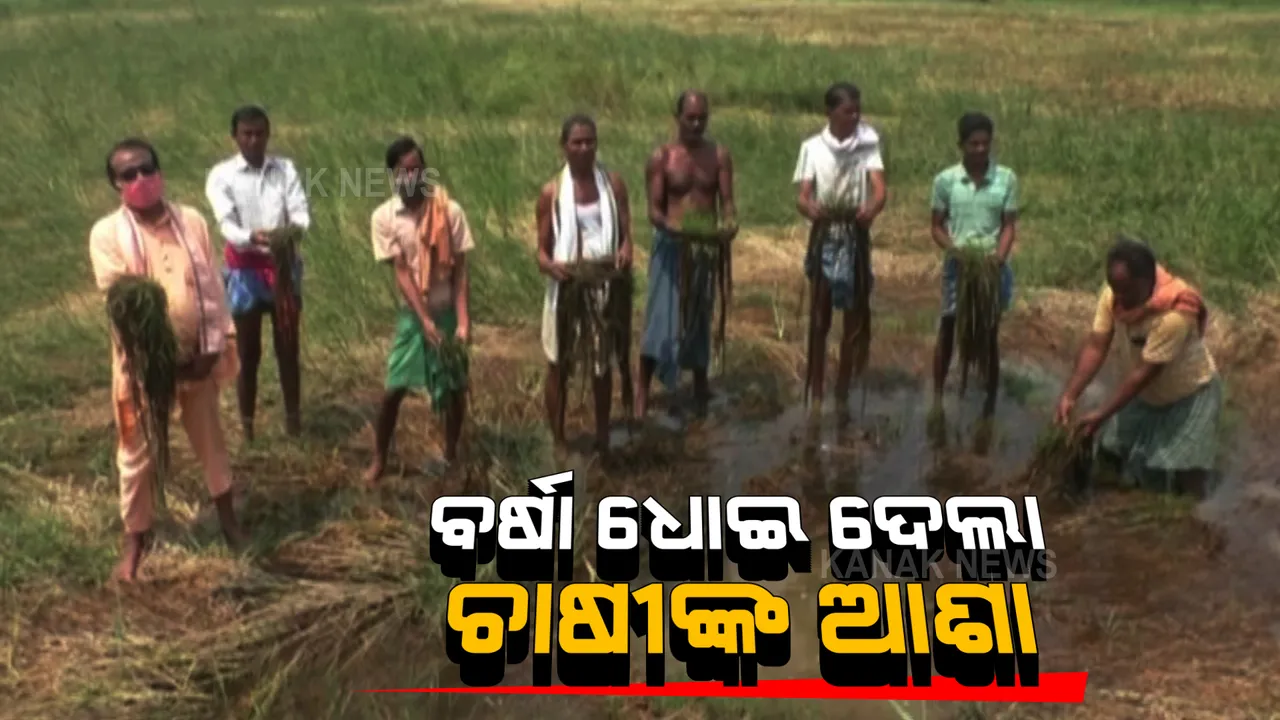  କାଳ ସାଜିଛି ଅଦିନିଆ ବର୍ଷା : ଅମଳ ଆଗରୁ ବିଲରେ ଗଜା ହେଲା ପାଚିଲା ଧାନ
