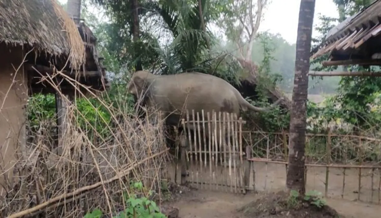  ୨ ଦିନ ହେବ ଗାଁରେ ଉତ୍ପାତ କରୁଥିଲା, ବନ ବିଭାଗ ଦନ୍ତାହାତୀକୁ କାବୁ କଲା । 