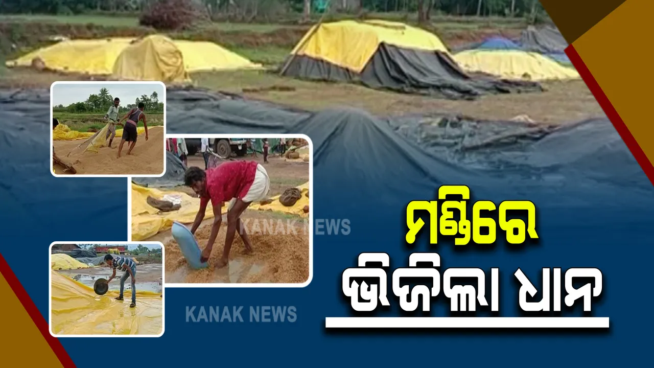  ପ୍ରାକ ମୌସୁମୀ ବର୍ଷାରେ ମଣ୍ଡିରେ ଭିଜିଲା ଧାନ : ସାମ୍ନାକୁ ଆସିଲା କଳାହାଣ୍ଡି ଜୟପାଟଣା ବ୍ଲକ ବିମଳା ମଣ୍ଡିର ଅବ୍ୟବସ୍ଥା