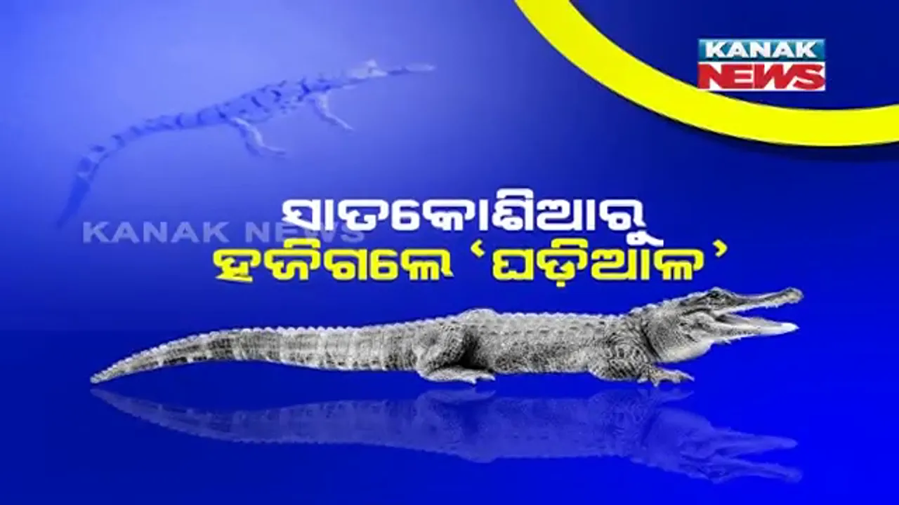  ସାତକୋଶିଆରୁ ହଜିଗଲେ ଘଡିଆଳ କୁମ୍ଭୀର : ୨୮ ଖବରରୁ ପ୍ରାୟ ୨୦ ଘଡିଆଳଙ୍କ ମିଳୁନି ପତ୍ତା ; ସ୍ୱତନ୍ତ୍ର ଟିମ୍ ଗଠନ କରି ଛୁଆ ଖୋଜୁଛି ବନବିଭାଗ ଟିମ