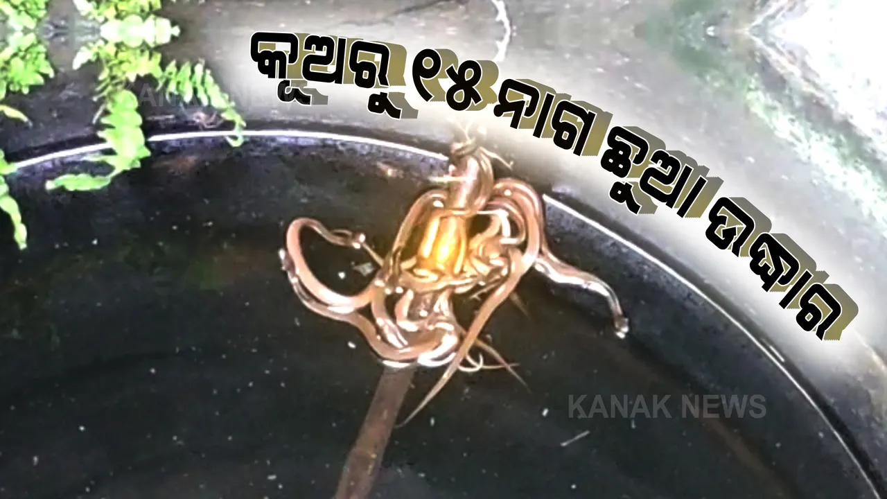  କୂଅରୁ ୧୫ ନାଗସାପ ଛୁଆ ଉଦ୍ଧାର