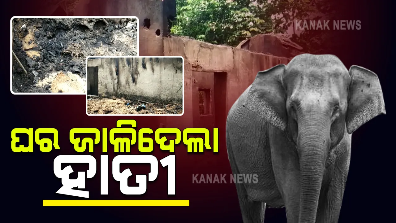  ହାତୀ ପଲଙ୍କ ଉପଦ୍ରବ : ଖାଦ୍ୟ ଅନ୍ୱେଷଣରେ ଆସି ସୁରେନ୍ଦ୍ର ମୁର୍ମୁଙ୍କ ଘରେ କଲେ ଉତ୍ପାତ; ଚୁଲିରେ ଅଙ୍ଗାର ଥିବା ବେଳେ ଘର ଭାଙ୍ଗିଦେବାରୁ ଚାଳ ଛଣରୁ ଲାଗିଗଲା ନିଆଁ