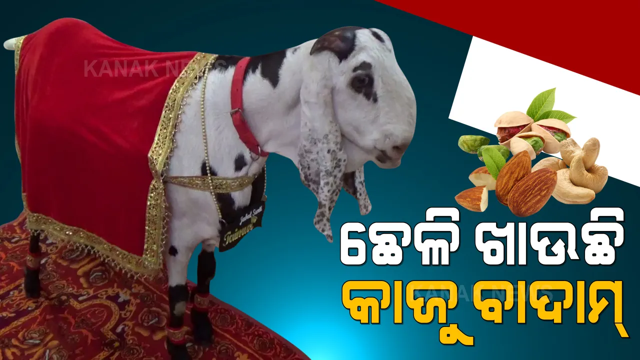  ବଳି ପଡିବ ଏହି ୧୧ଲକ୍ଷର ଛେଳି