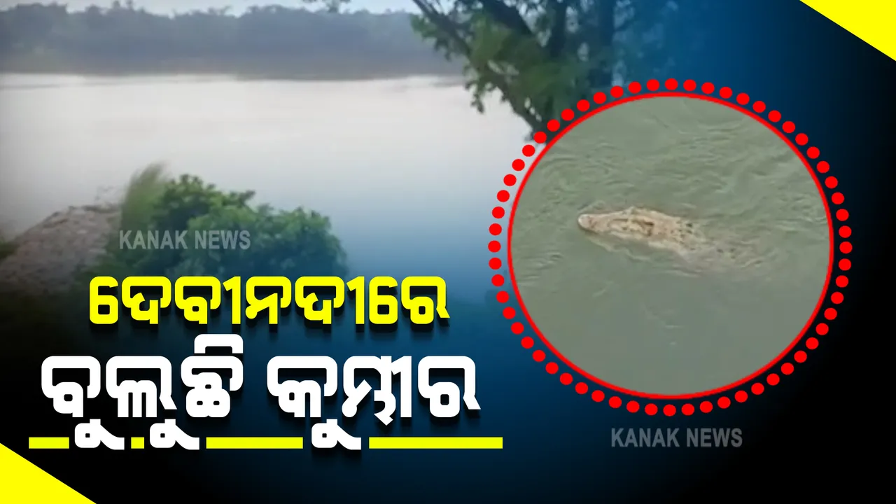  ଦେବୀନଦୀରେ ବୁଲୁଛି ୧୦ ରୁ ୧୨ ଫୁଟର କୁମ୍ଭୀର : ଲୋକଙ୍କୁ ନଦୀକୁ ନଯିବାକୁ ସତର୍କ କଲା ବନବିଭାଗ