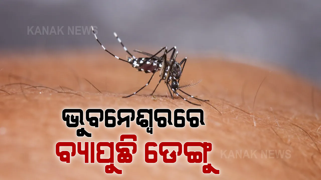  ରାଜଧାନୀରେ ବଢ଼ୁଛି ଡେଙ୍ଗୁ ରୋଗୀଙ୍କ ସଂଖ୍ୟା । ବସ୍ତି ପରେ ଏବେ କଲୋନୀରୁ ବି ଚିହ୍ନଟ ହେଉଛନ୍ତି ଡେଙ୍ଗୁ ସଂକ୍ରମିତ 