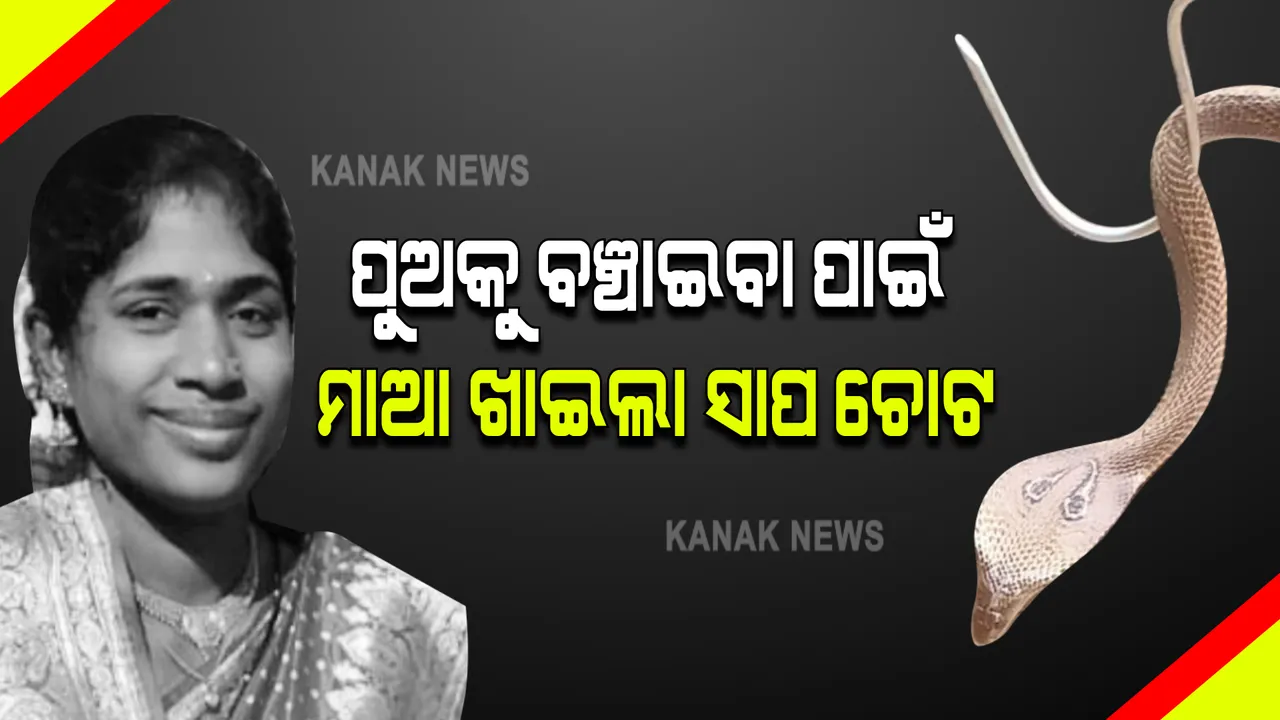  ବାତ୍ସଲ୍ୟ ମମତାର କରୁଣ ଦୃଶ୍ୟ : ପୁଅକୁ ବଂଚାଇବାକୁ ଯାଇ ବିଷଧର ସାପକୁ ହାତରେ ଧରି ଫୋପାଡ଼ିଦେଲେ ମାଆ; ସାପ କାମୁଡ଼ାରେ ଚାଲିଗଲା ମାଆର ଜୀବନ