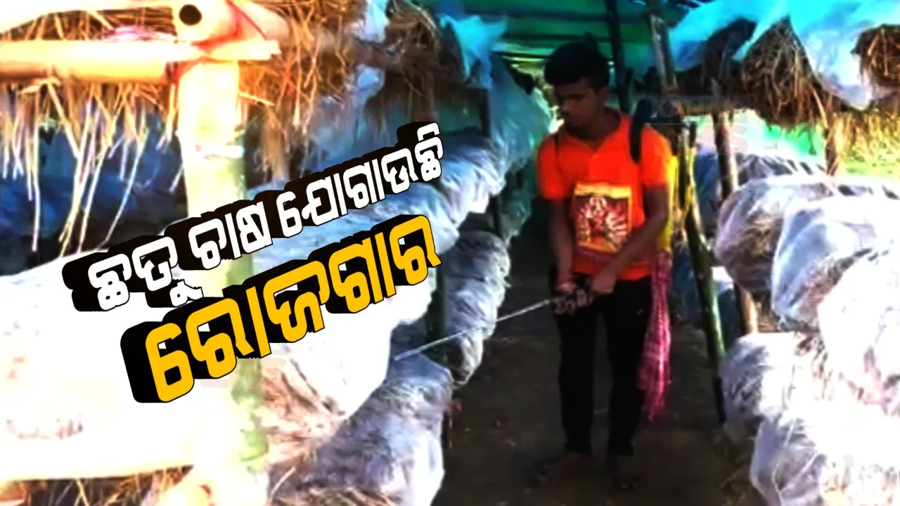  ଛତୁ ଚାଷ ଯୋଗାଇଛି ରୋଜଗାର । ରାଜକନିକାରେ ମାବୁଢି ଜାଗୁଳାଇ ଛତୁ ଫାର୍ମ ଛତୁ ଚାଷୀଙ୍କୁ ରୋଜଗାର ସହ ଅନ୍ୟ କେତେକଙ୍କୁ ଦେଇଛି ନିଯୁକ୍ତି, କରାଯାଇଛି ପ୍ରାୟ ୨ ହଜାର ବେଡ ଛତୁଚାଷ ।  
