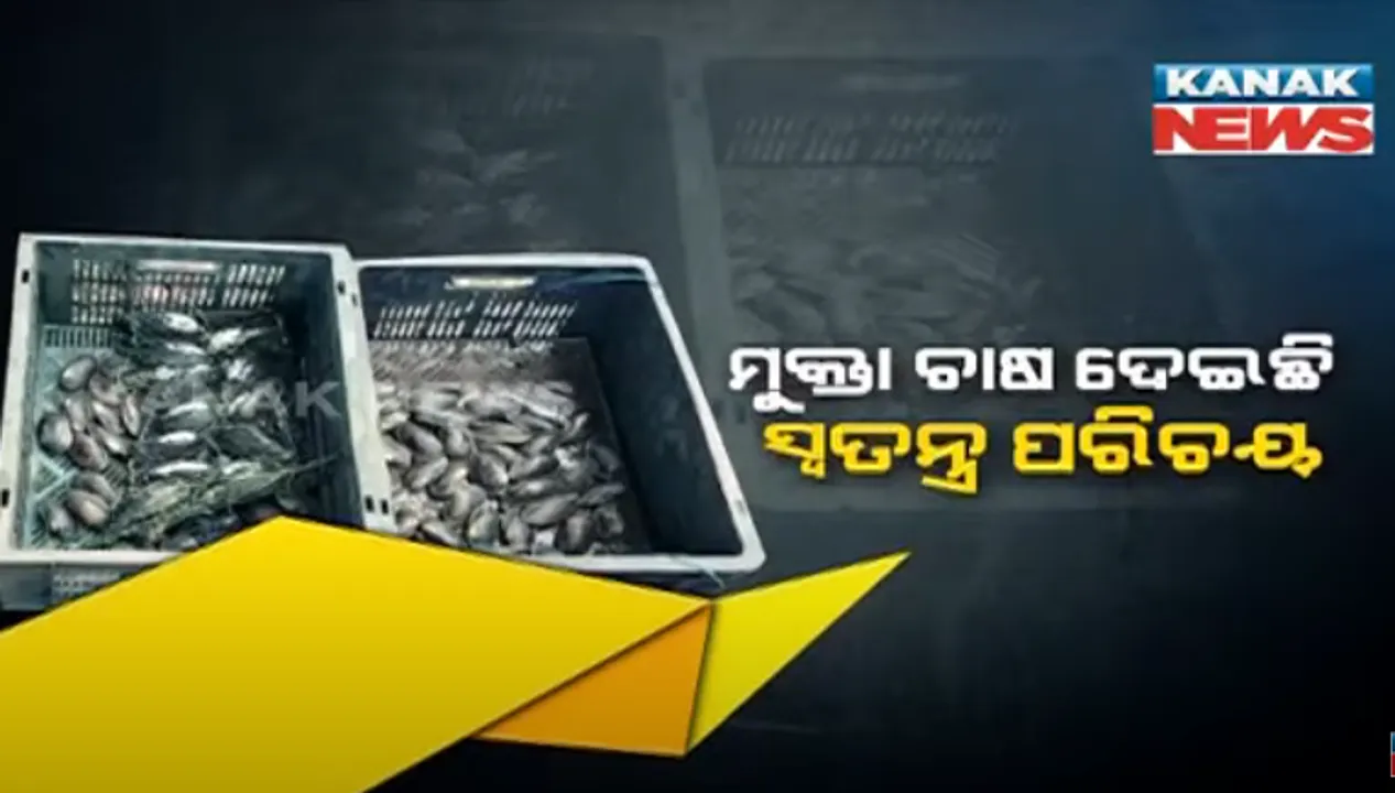  ମୁକ୍ତା ଚାଷ ଦେଇଛି ସ୍ୱତନ୍ତ୍ର ପରିଚୟ । ୧୫ ବର୍ଷ ଧରି ଛତୁ ଚାଷ ପରେ ଏବେ ମୁକ୍ତା ଚାଷରେ ହୋଇଛନ୍ତି ସଫଳ ।