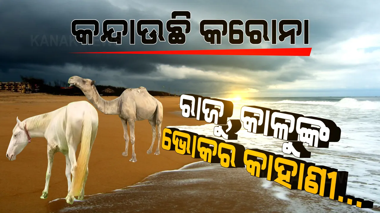  କରୋନା ଛଡାଇନେଲା ଘୋଡା, ଓଟଙ୍କ ଆହାର । ଦିନେ ବେଳାଭୂମିରେ ପିଠିରେ ବସାଇ ଲୋକଙ୍କୁ ବୁଲାଉଥିଲେ, ଆଜି କଟକଣା ପାଇଁ ଭୋକରେ ଆଉଟୁ ପାଉଟୁ ହେଉଛନ୍ତି ।