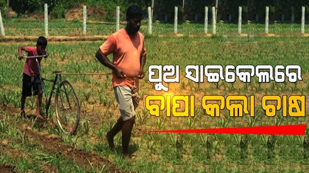  ଚାଷ କରିବାକୁ ନଥିଲା ଟଙ୍କା । ପୁଅର ଭଙ୍ଗା ସାଇକେଲକୁ ବିଲରେ ଟାଣି ଟାଣି ହଳ କଲା ଗରିବ ବାପା । କରୋନା ଭିତରେ ଆସିଲା ଆର୍ଥିକ ଅନଟନର ଅକୁହା କାହାଣୀ ।