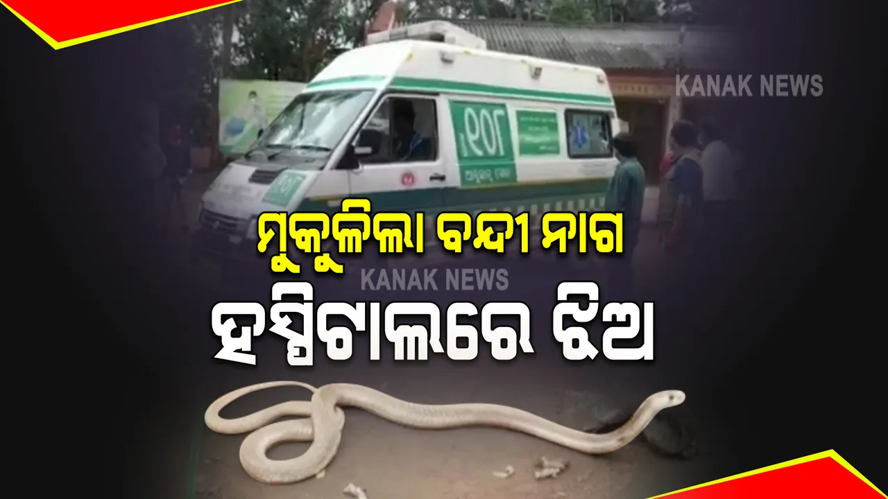  ମୁକ୍ତ ହେଲା କୁନିଝିଅକୁ କାମୁଡିଥିବା ନାଗସାପ : ଖବର ପ୍ରସାରଣ ପରେ ସାପକୁ ମୁକ୍ତ କଲା ବନବିଭାଗ; ସେପଟେ, ଗୁରୁତର କୁନିଝିଅକୁ ଏସସିବିରେ ଭର୍ତ୍ତି
