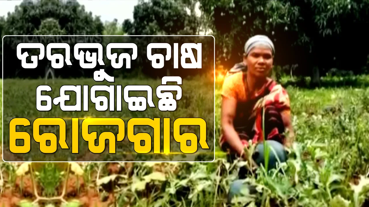  କୋରାପୁଟରେ ତରଭୁଜ ଚାଷ କରି ସ୍ୱାବଲମ୍ବୀ ହେଉଛନ୍ତି ମହିଳା । ଗୋଟିଏ ଏକର ଚାଷରୁ ୩୦ରୁ ୪୦ ହଜାର ପର୍ଯ୍ୟନ୍ତ କରୁଛନ୍ତି ରୋଜଗାର ।