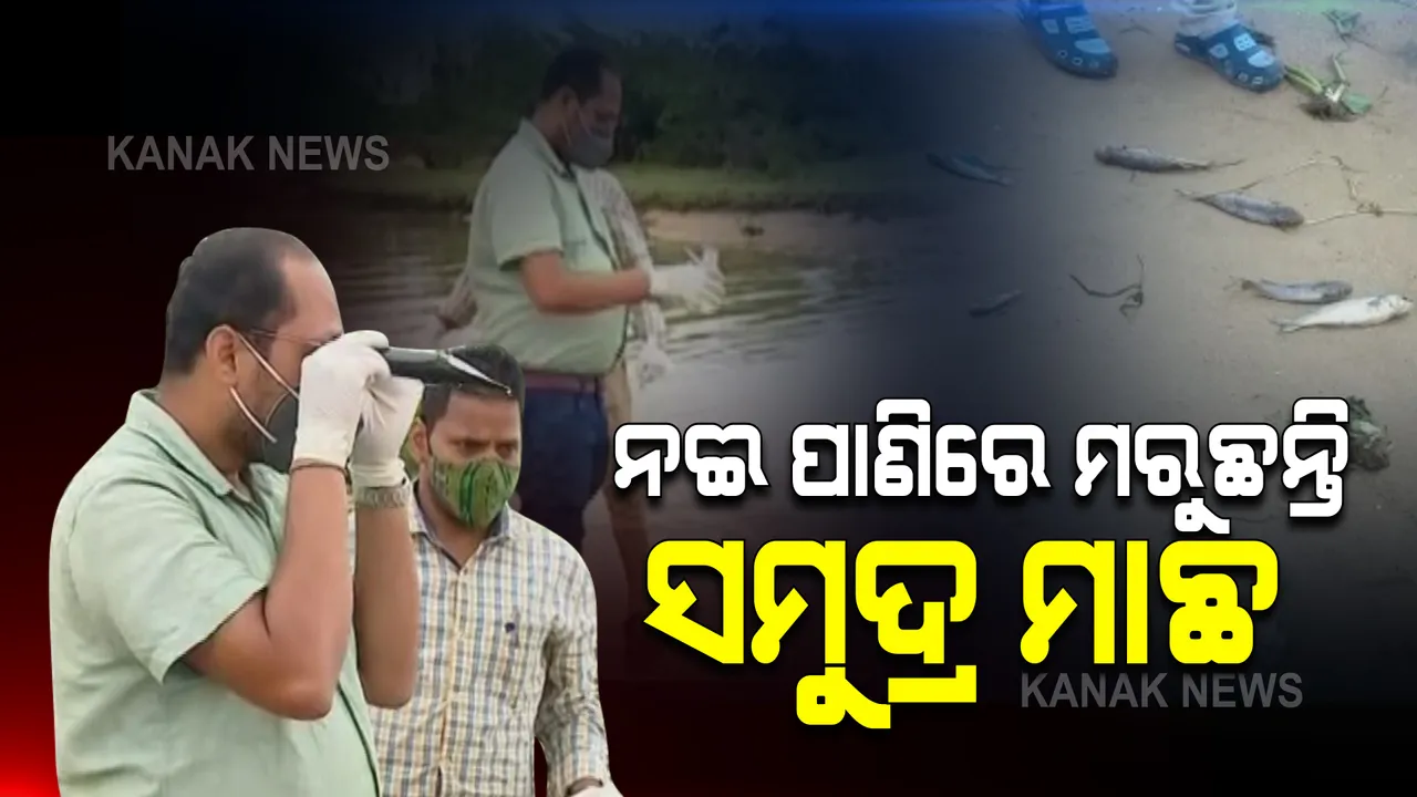  ମଙ୍ଗଳା ମୁହାଣରେ ମରିପଡ଼ିଛନ୍ତି କୁଢ କୁଢ ମାଛ : ବିଶେଷଜ୍ଞ କହିଲେ ମଧୁର ଜଳରେ ଖାପ ଖୁଆଇ ପାରୁନଥିବାରୁ ହେଉଛି ମୃତ୍ୟୁ