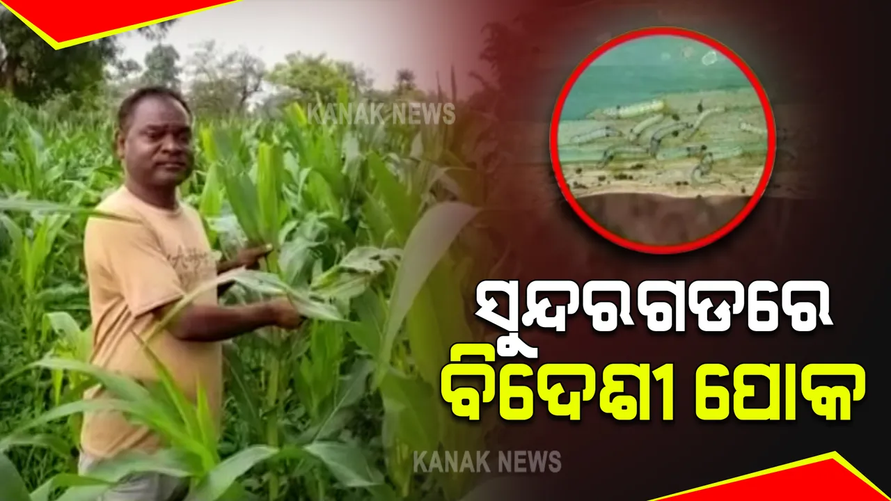  ଚାଷୀଙ୍କ ନିଦ ହଜେଇଲା ବିଦେଶୀ ପୋକ : ମକା କ୍ଷେତରେ ଲାଗିଲା ଦକ୍ଷିଣ ଆଫ୍ରିକାରେ ଦେଖାଯାଇଥିବା ‘ଫଲ ଆର୍ମି ୱାର୍ମ’; ଗୋଟିଏ ରାତିରେ ଉଡିପାରନ୍ତି ୪୦୦ କିଲୋମିଟର