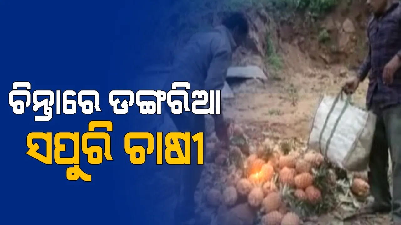  ନିୟମଗିରିର ସପୁରୀ ଚାଷ ଉପରେ କରୋନା ମାଡ । ବିକ୍ରି ହୋଇପାରୁନି ଅମଳ ଫସଲ । ଅଭାବୀ ବିକ୍ରିର ଲାଭ ଉଠାଉଛନ୍ତି ଦଲାଲ 